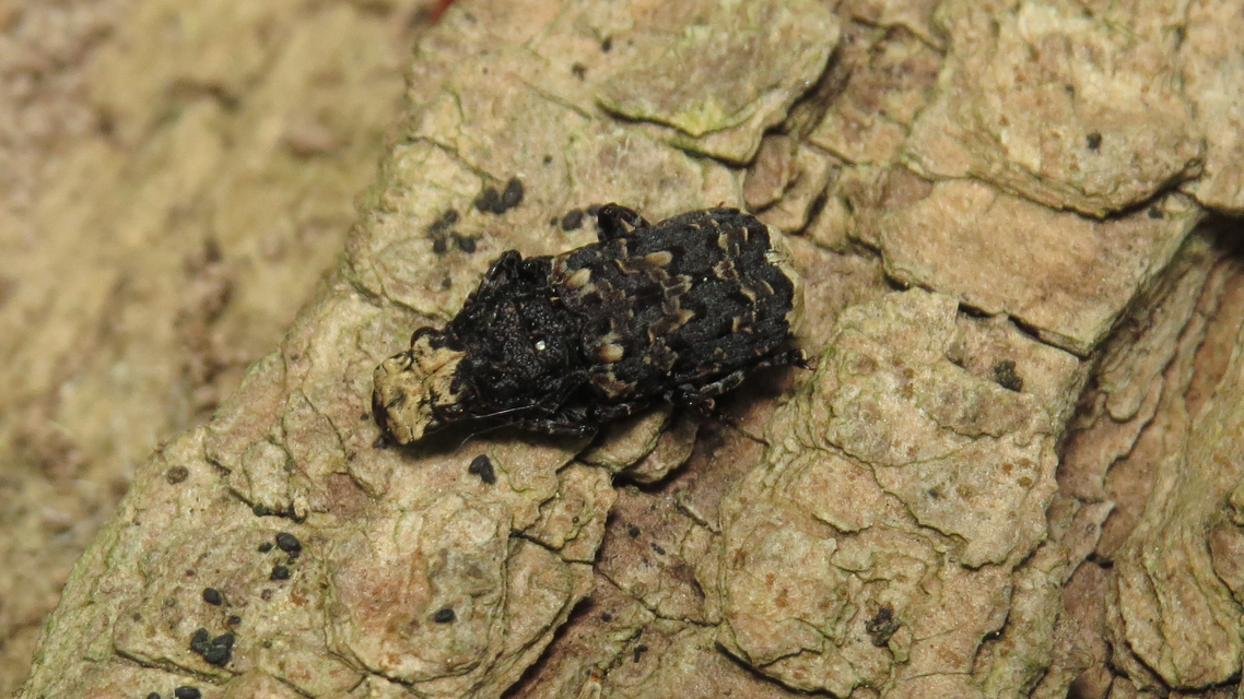 Platyrhinus resinosus - nagy orrosbogár