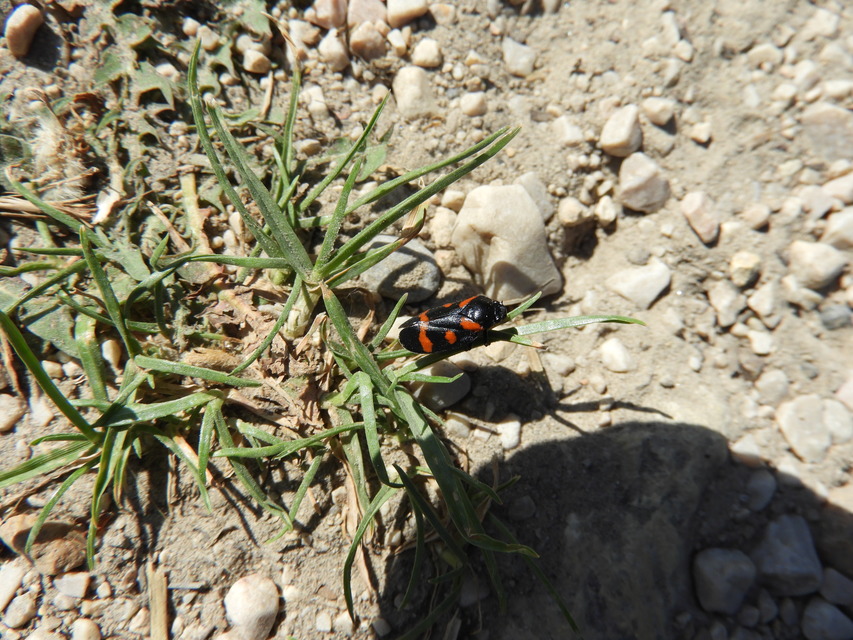 Cercopis arcuata/sanguinolenta
