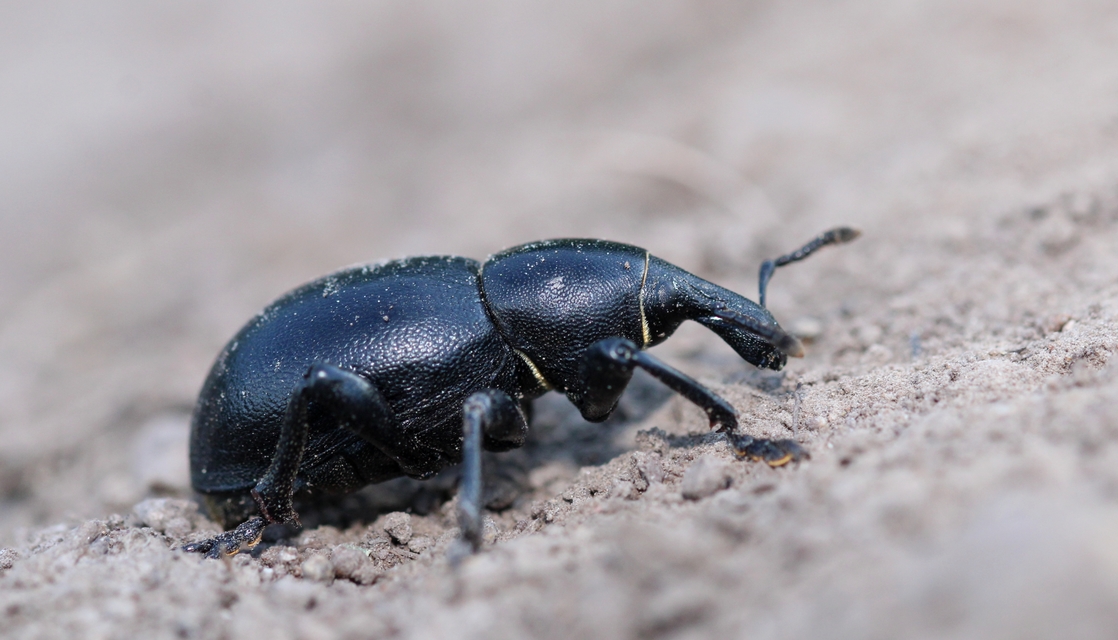 Liparus