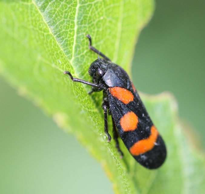 Cercopis arcuata/sanguinolenta