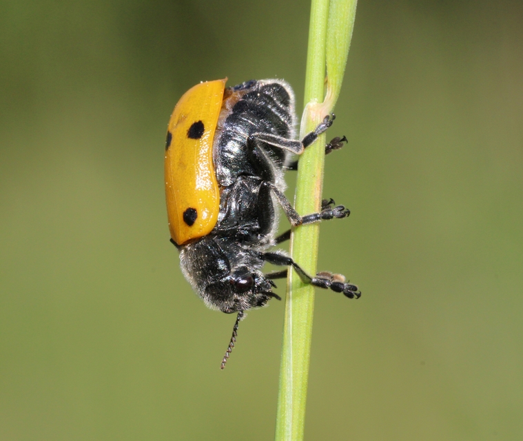 Lachnaia sexpunctata - szőrösnyakú zsákhordóbogár