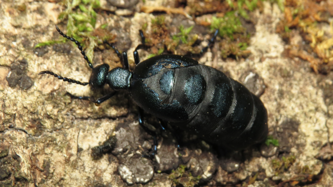 Meloe violaceus - kék nünüke