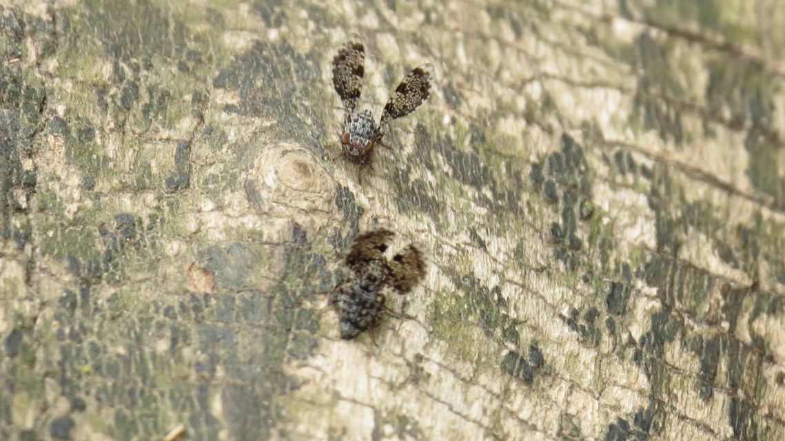Callopistromyia annulipes - pávalégy