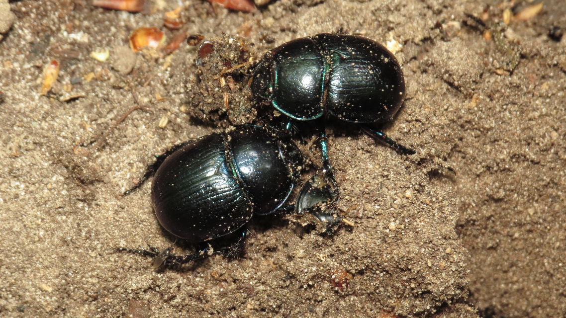 Anoplotrupes stercorosus - erdei álganéjtúró