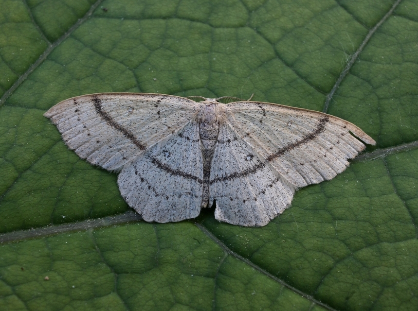 Cyclophora linearia - vonalas pettyesaraszoló