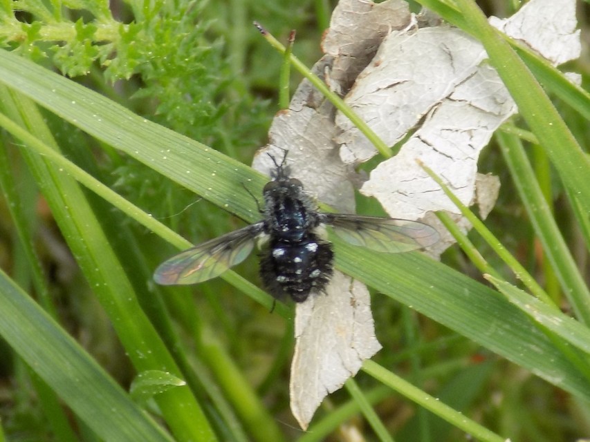 Bombylella atra - ezüstpettyes pöszörlégy