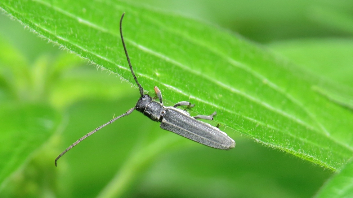 Phytoecia cylindrica - medvelapucincér