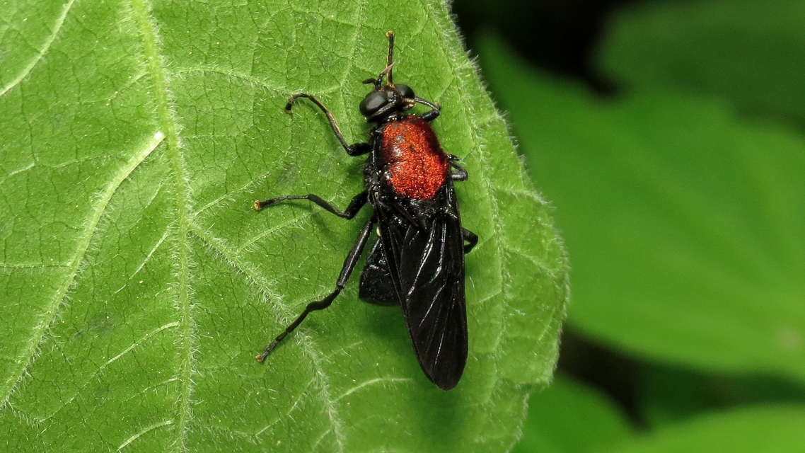 Clitellaria ephippium - tüskéshátú légy