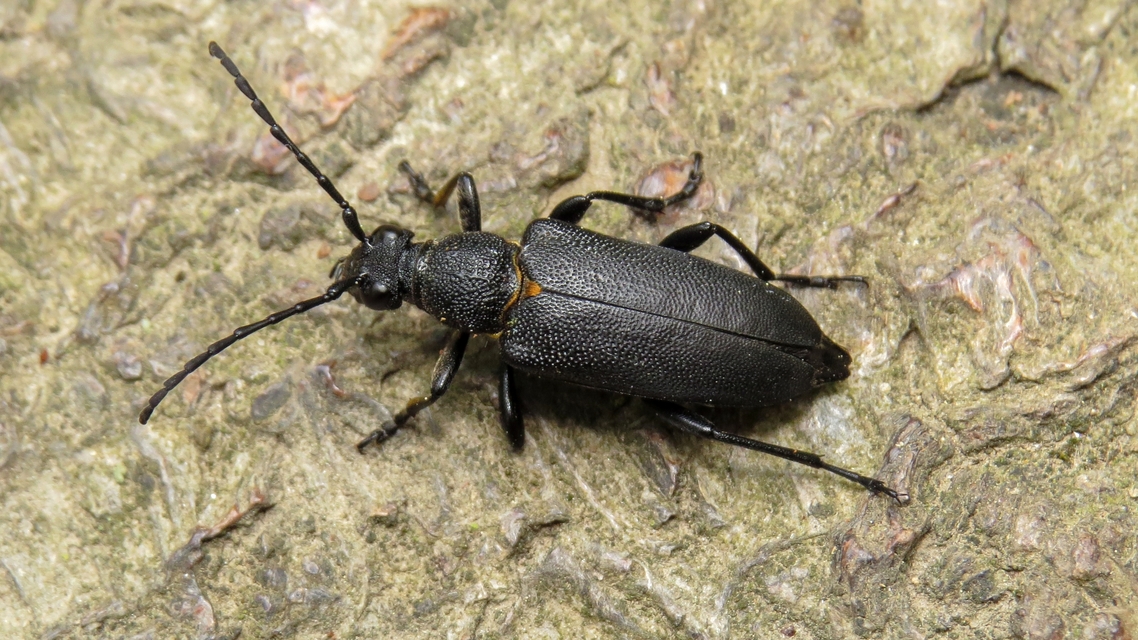 Stictoleptura scutellata - hegyi virágcincér