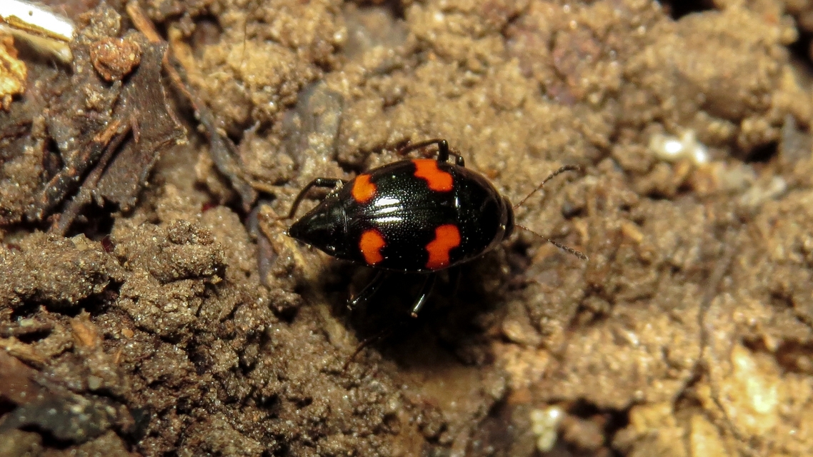 Scaphidium quadrimaculatum - négyfoltos sajkabogár