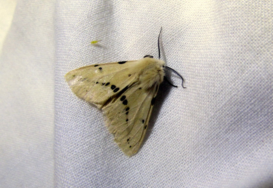 Spilarctia lutea - sárgás medvelepke