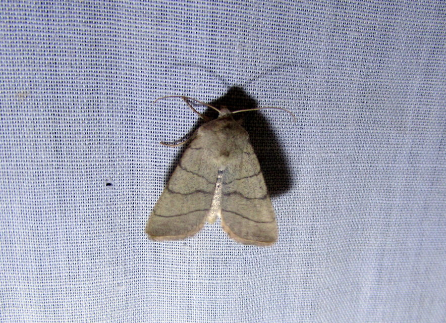 Charanyca trigrammica - háromsávos lombbagoly