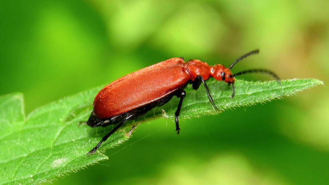 Pyrochroa serraticornis - közép-bíborbogár