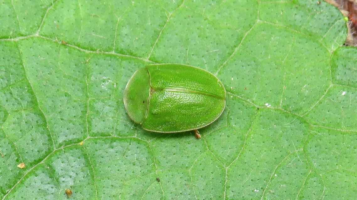Cassida viridis - zöld pajzsbogár Cassida viridis - zöld pajzsbogár