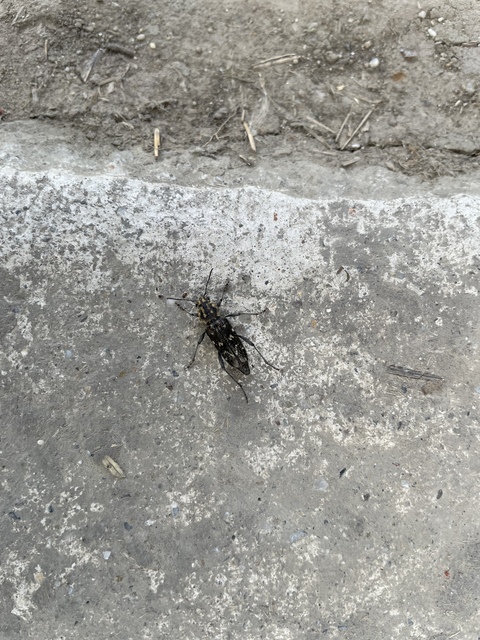 Xylotrechus rusticus - egérszínű darázscincér