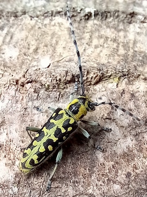 Saperda scalaris - létracincér