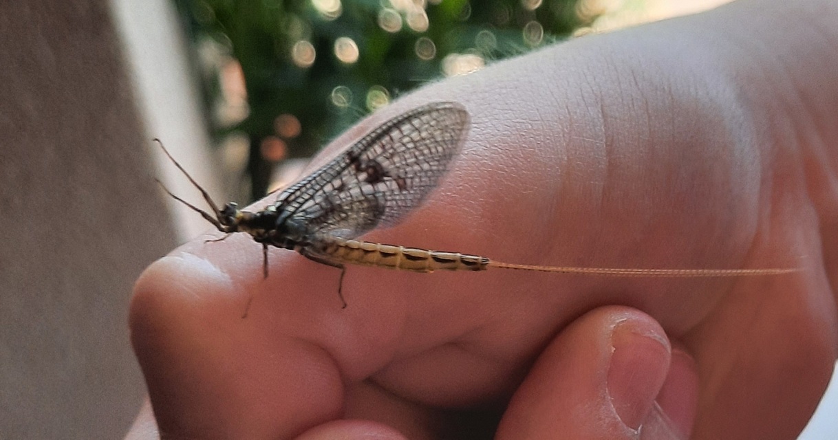Ephemera vulgata - közönséges tarkakérész