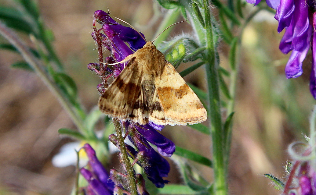 Heliothis viriplaca - mácsonyabagoly