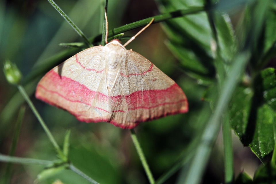 Rhodostrophia vibicaria - pirosszélű araszoló