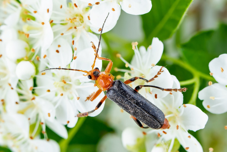 Cantharis livida - mezei lágybogár