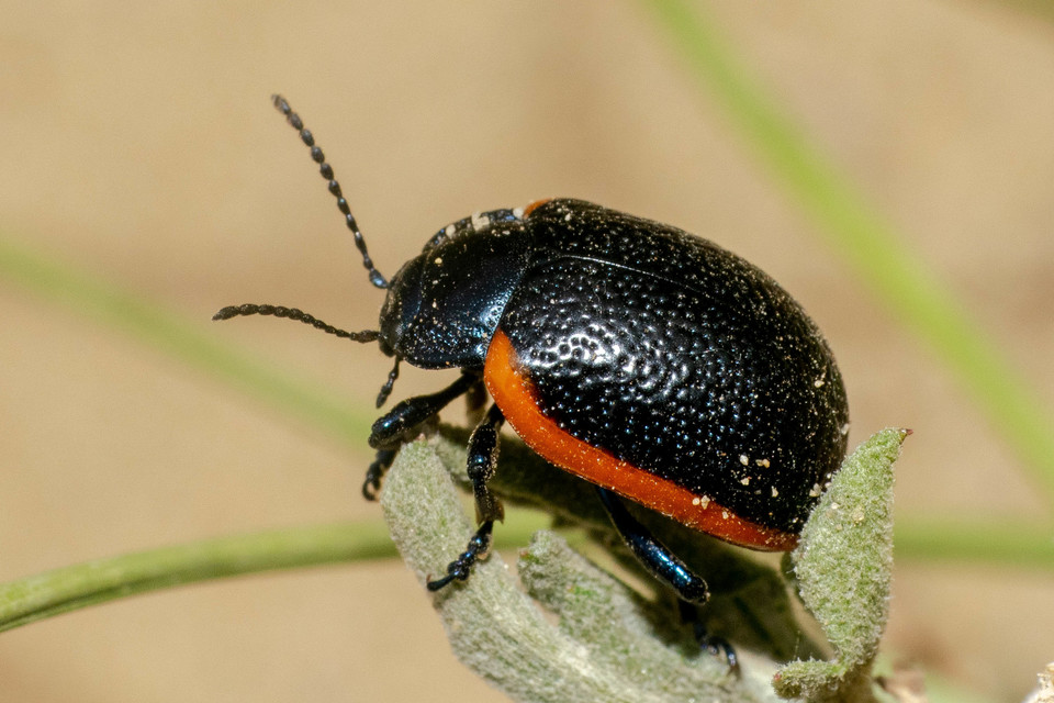 Chrysolina kuesteri - ráncos szegélyeslevelész