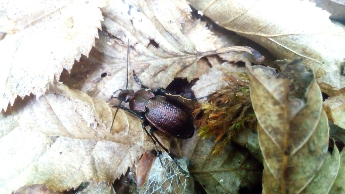 Carabus arvensis - sokszínű futrinka
