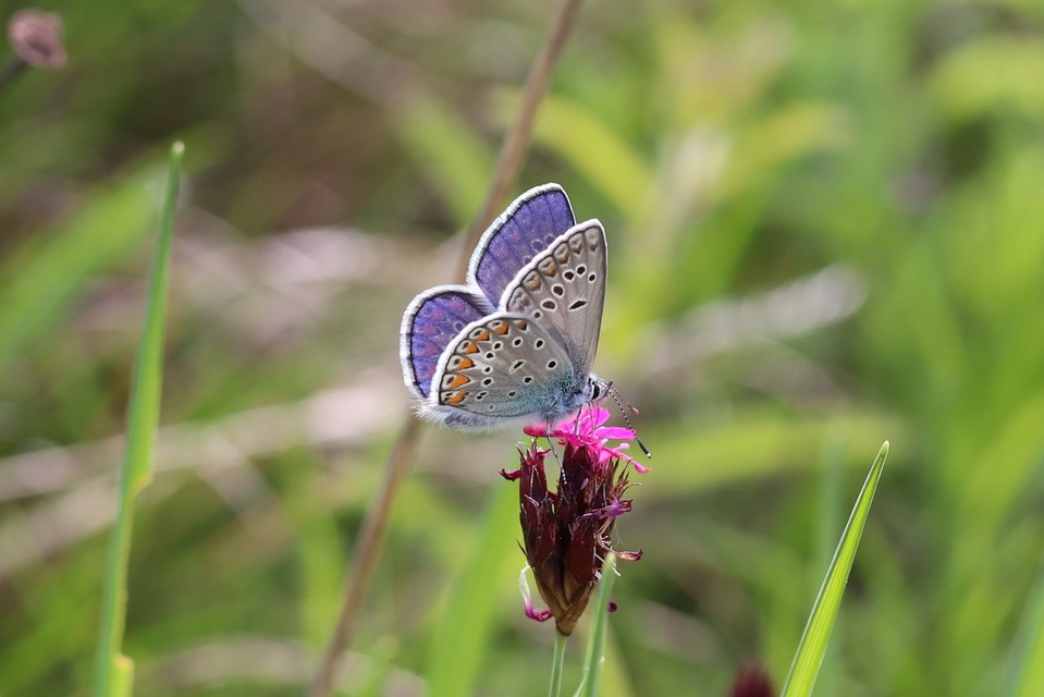 Polyommatus thersites - ibolyaszín boglárka