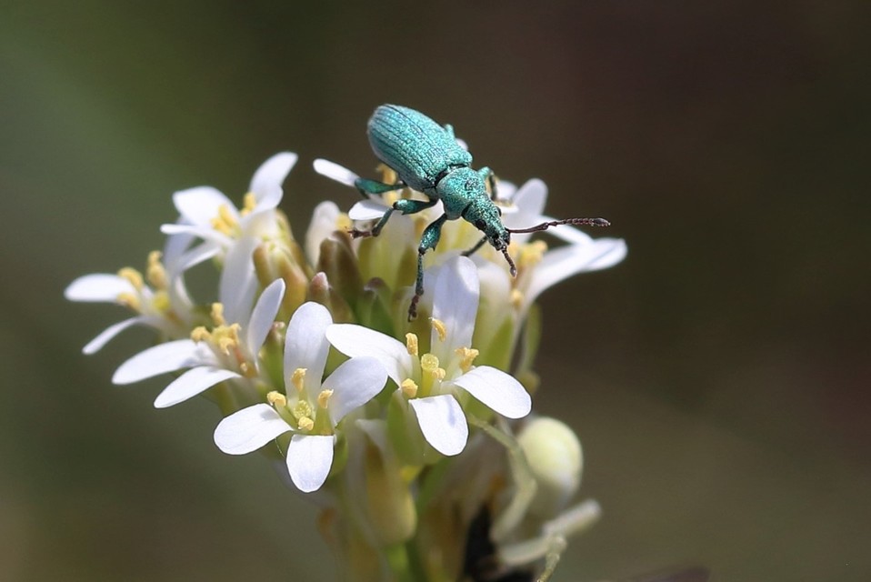 Phyllobius argentatus - ezüstös levélormányos