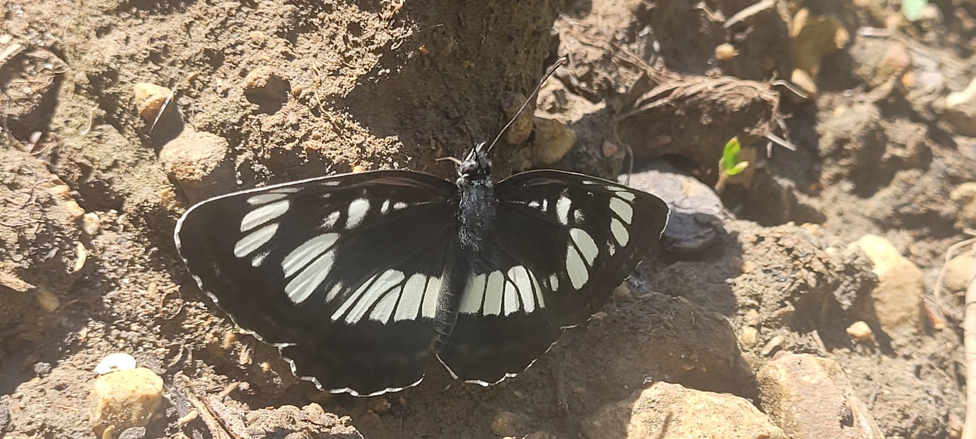 Neptis rivularis - nagy fehérsávoslepke