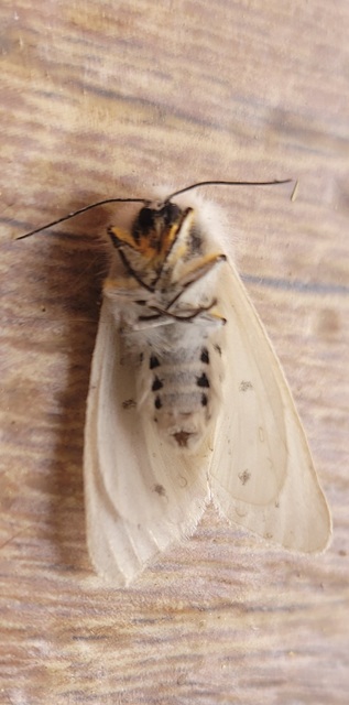 Diaphora mendica - felemás medvelepke