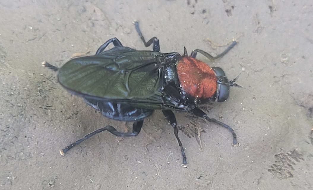 Clitellaria ephippium - tüskéshátú légy