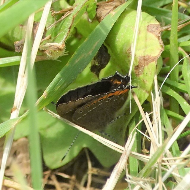 Satyrium pruni - szilvafa-csücsköslepke