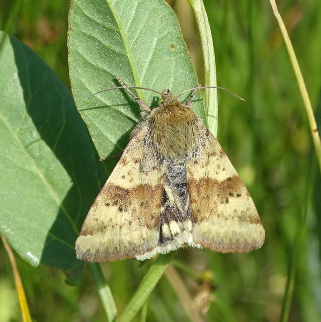 Heliothis viriplaca - mácsonyabagoly