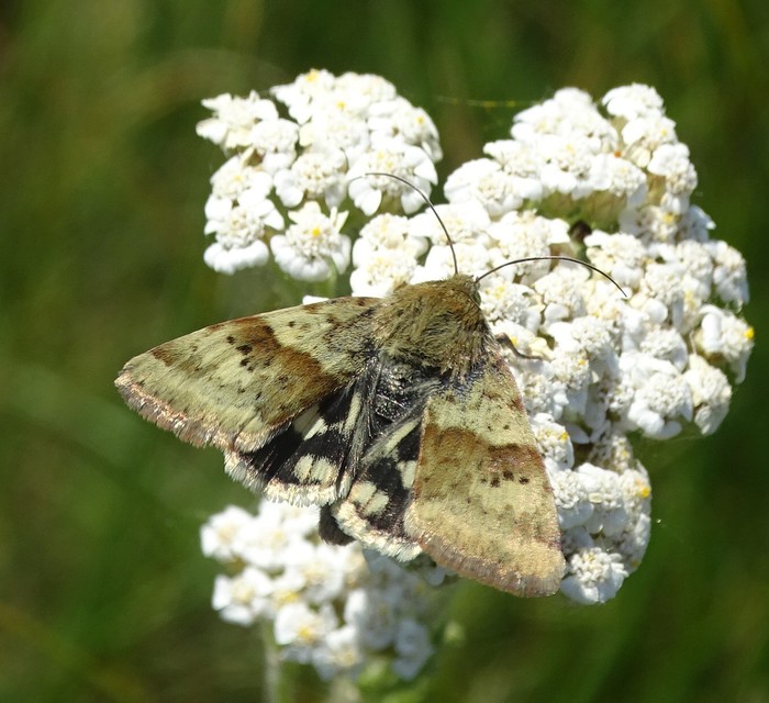 Heliothis viriplaca - mácsonyabagoly