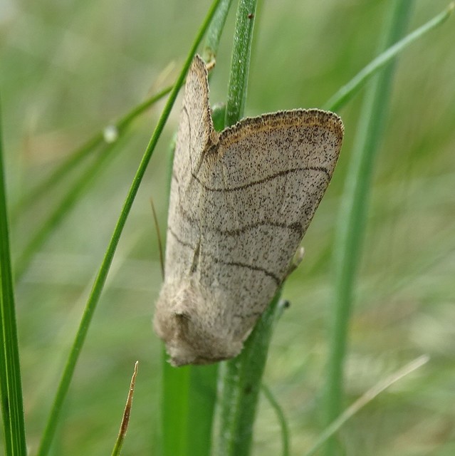 Charanyca trigrammica - háromsávos lombbagoly