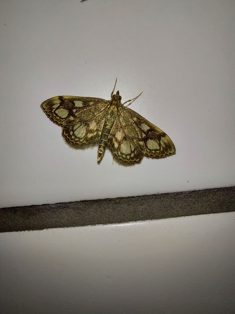 Anania coronata - koronás dudvamoly