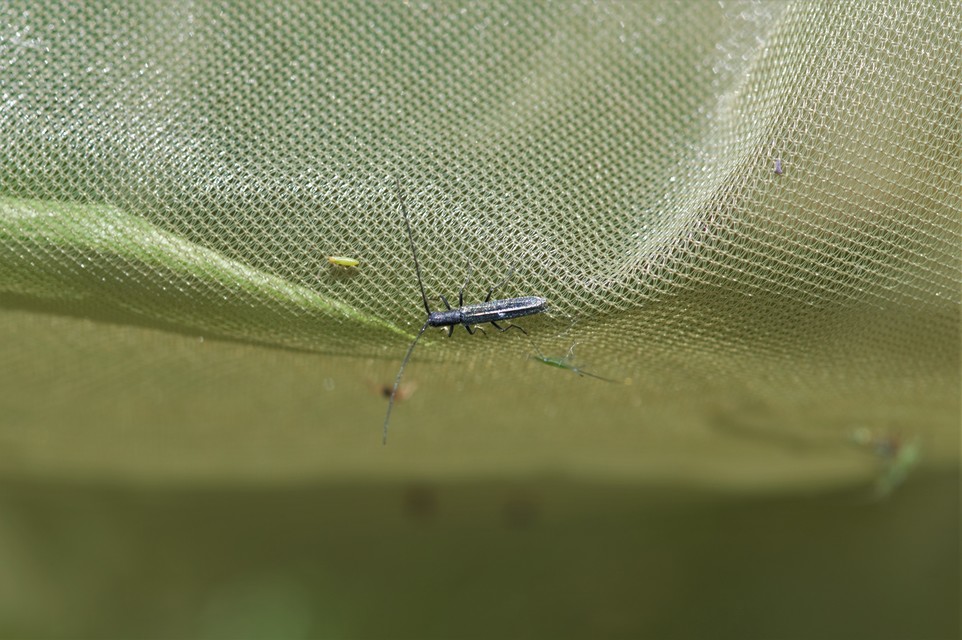 Theophilea subcylindricollis - hengeres szalmacincér Theophilea subcylindricollis - hengeres szalmacincér