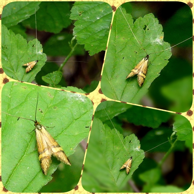 Nemophora degeerella - pompás tőrösmoly