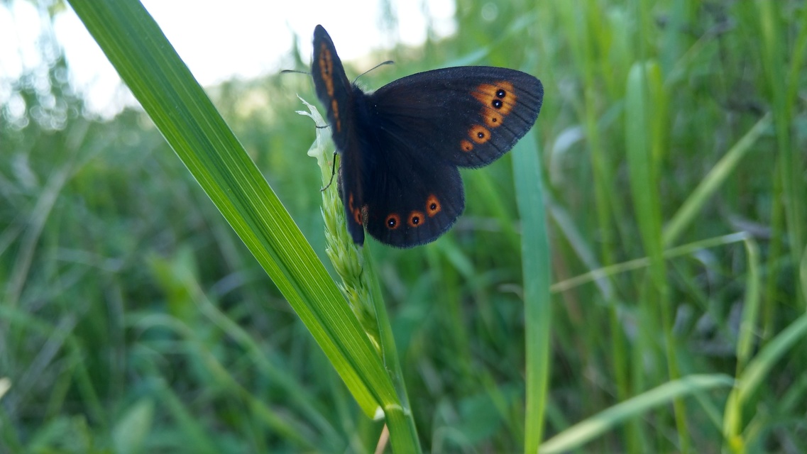 Erebia medusa - tavaszi szerecsenlepke