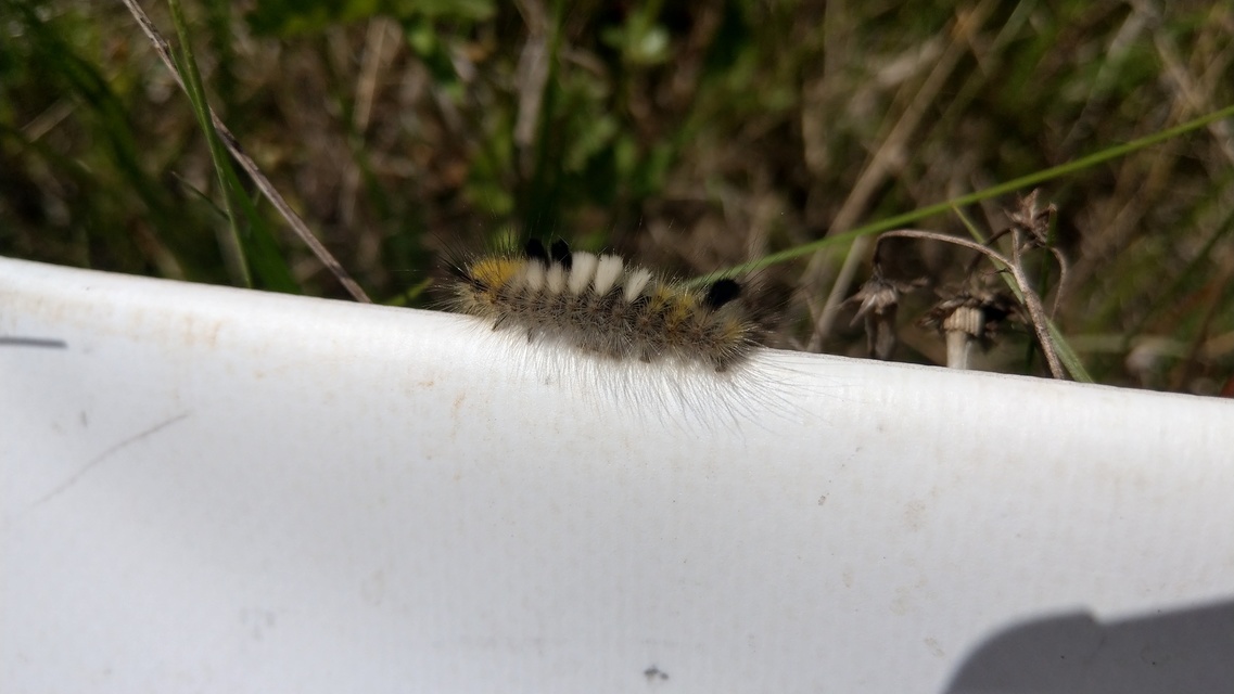 Gynaephora fascelina - vesszős szövő