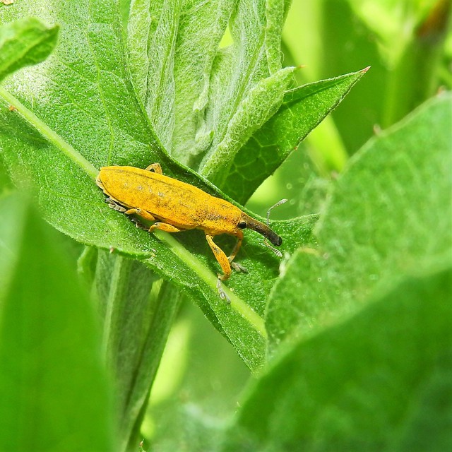 Lixus pulverulentus - mályvafúró dudvabarkó