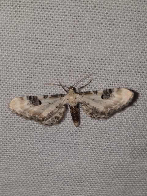 Eupithecia centaureata - búzavirág-törpearaszoló