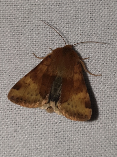 Heliothis viriplaca - mácsonyabagoly