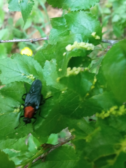 Clitellaria ephippium - tüskéshátú légy