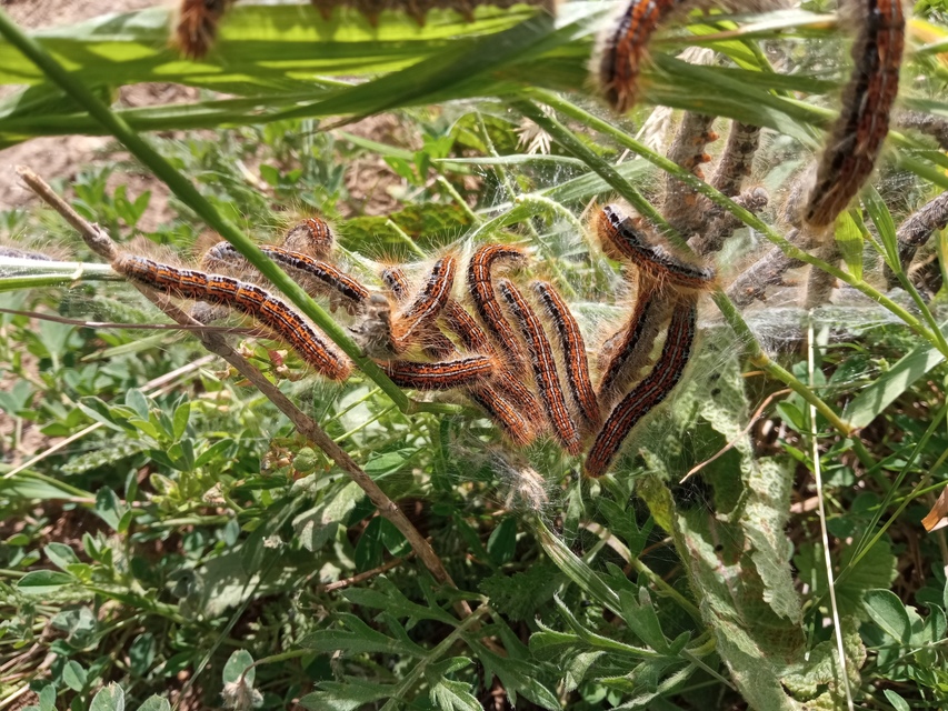 Malacosoma castrensis - kutyatejszövő