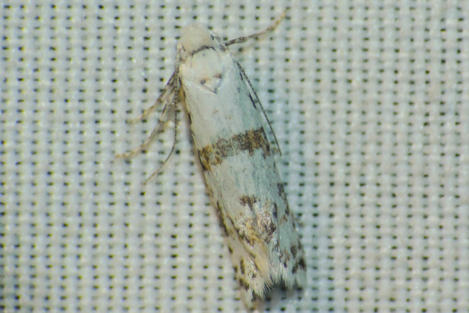 Scythropia crataegella - galagonya-pókhálósmoly