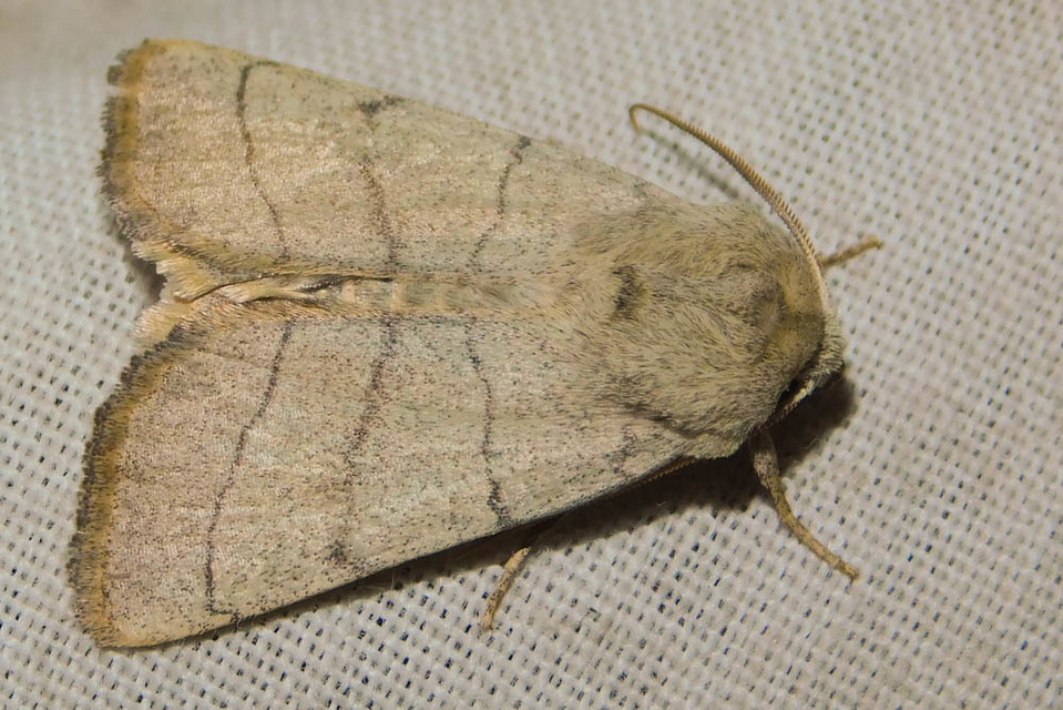 Charanyca trigrammica - háromsávos lombbagoly