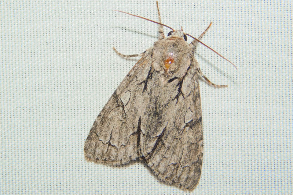Acronicta psi - pszi-betűs szigonyosbagoly
