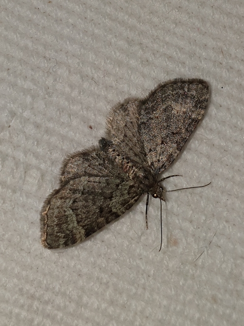 Pasiphila chloerata - hamvas törpearaszoló