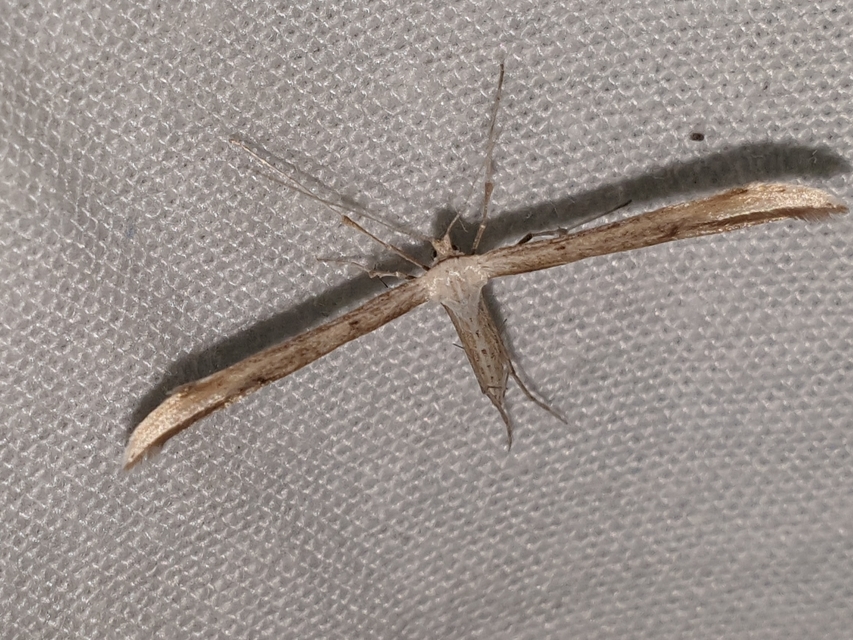 Emmelina monodactyla/argoteles